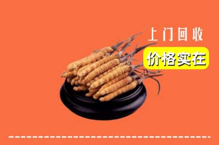 漳州市华安回收冬虫夏草